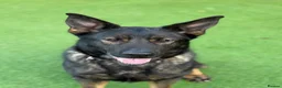 German Shepherd dogs for sale: Czech Working Line Gsd Female, KC Reg, BH-VT title - Advert 1