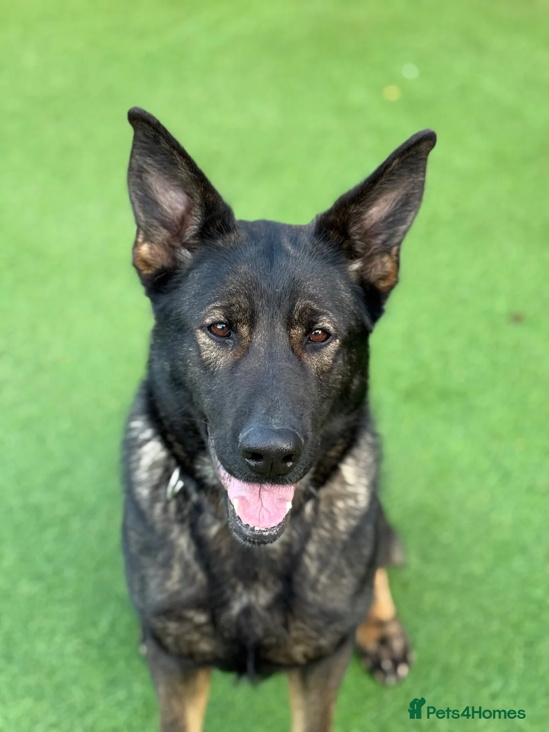 German Shepherd dogs for sale: Czech Working Line Gsd Female, KC Reg, BH-VT title - Advert 1