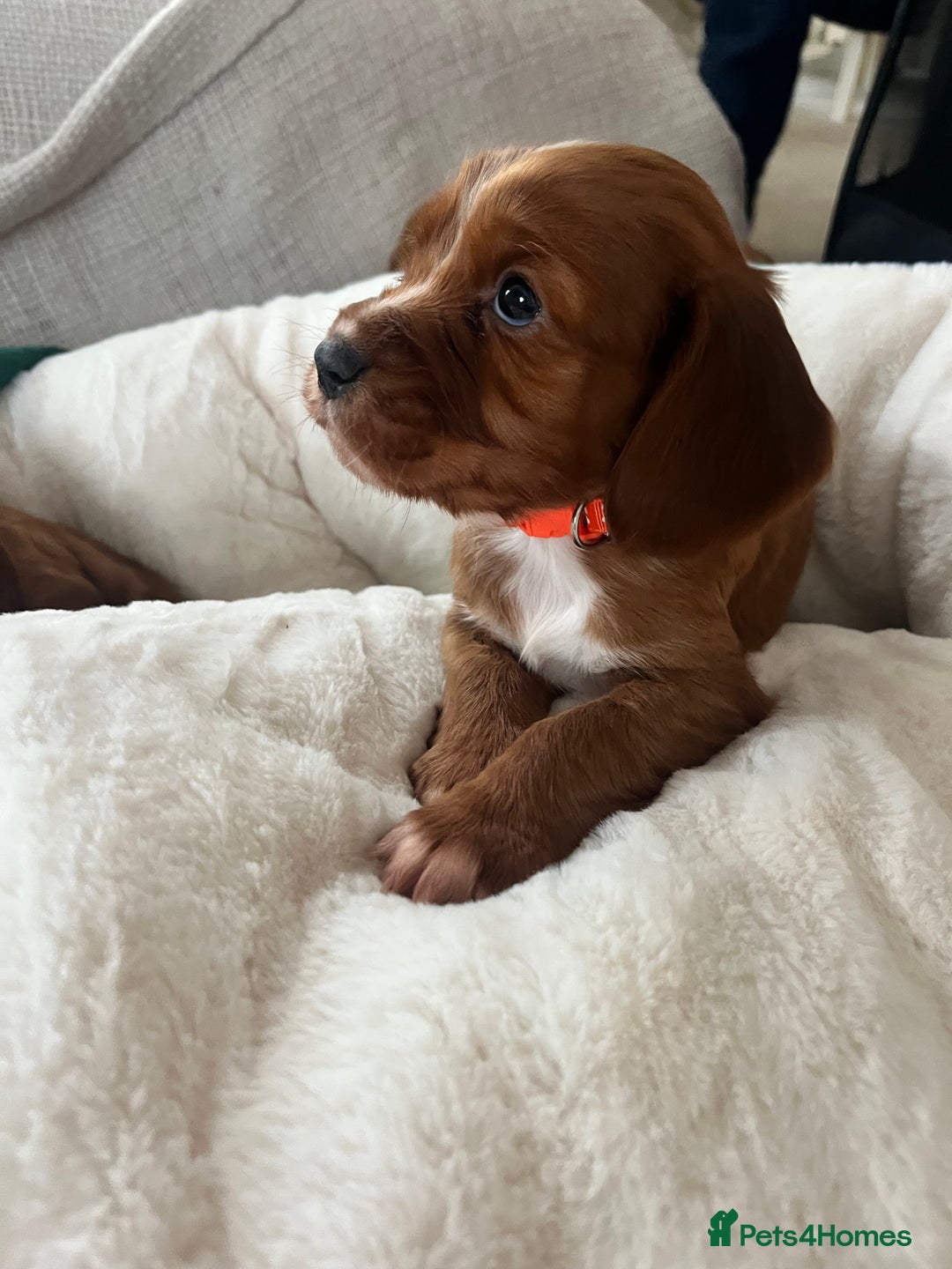 Cocker Spaniel dogs for sale: fox red cocker spaniels health tested  - Advert 17