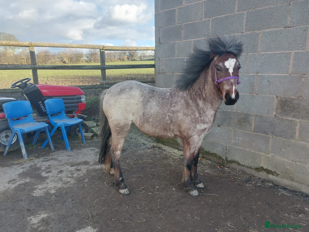 Other Breed horses for sale: Carneddau Florence  - Advert 2