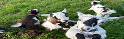 Goats livestock for sale: Pygmy herd 5 must go together  - Advert 1