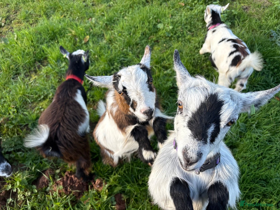 Goats livestock for sale: Pygmy herd 5 must go together  - Advert 1