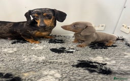 Miniature Dachshund dogs for sale: PRA clear. Isabella tan female (singleton) - Image 6