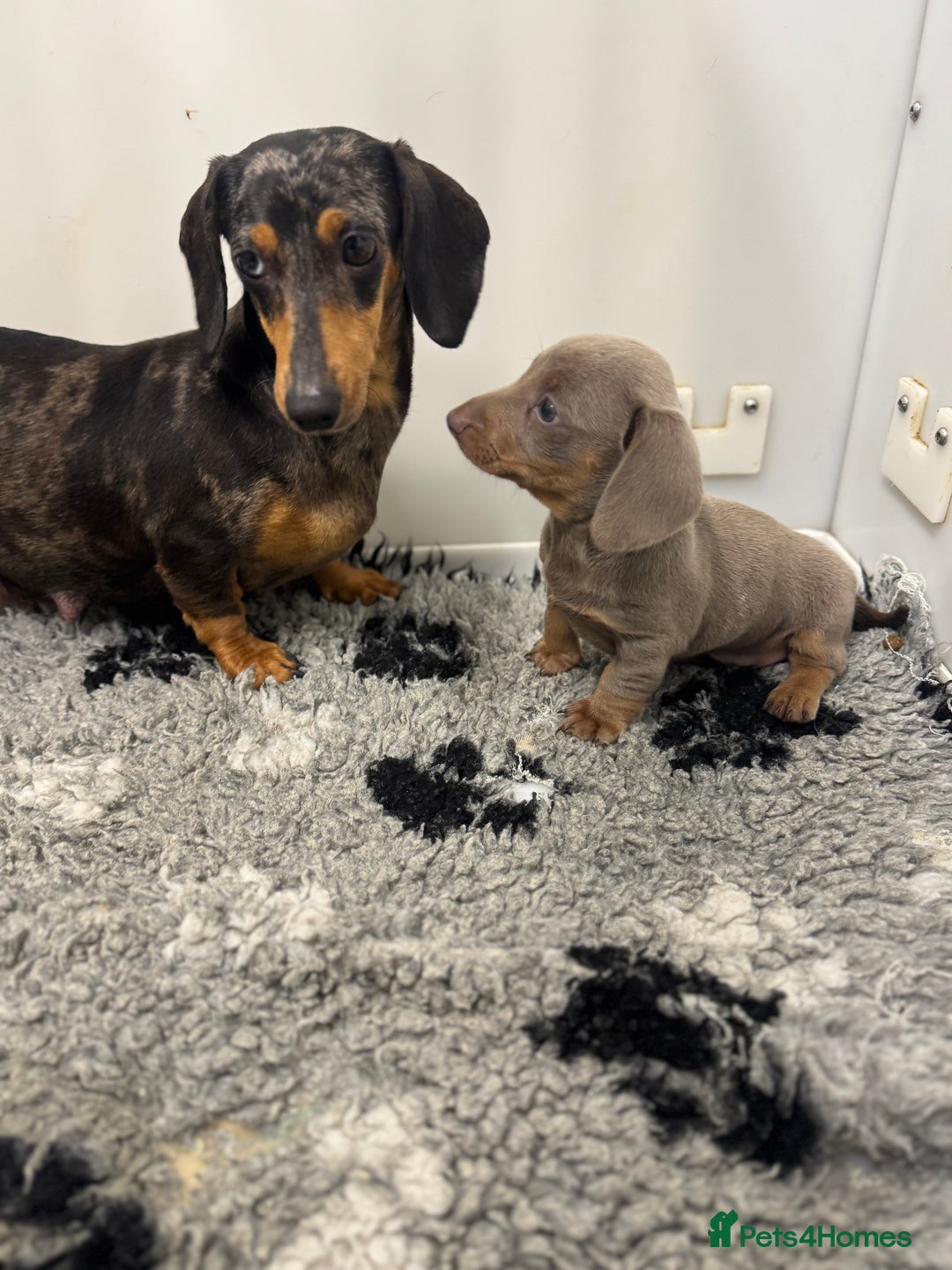 Miniature Dachshund dogs for sale: PRA clear. Isabella tan female (singleton) - Image 6