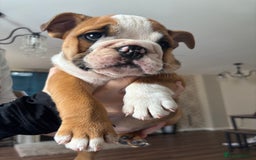 English Bulldog dogs for sale: English bulldog puppies  - Image 17