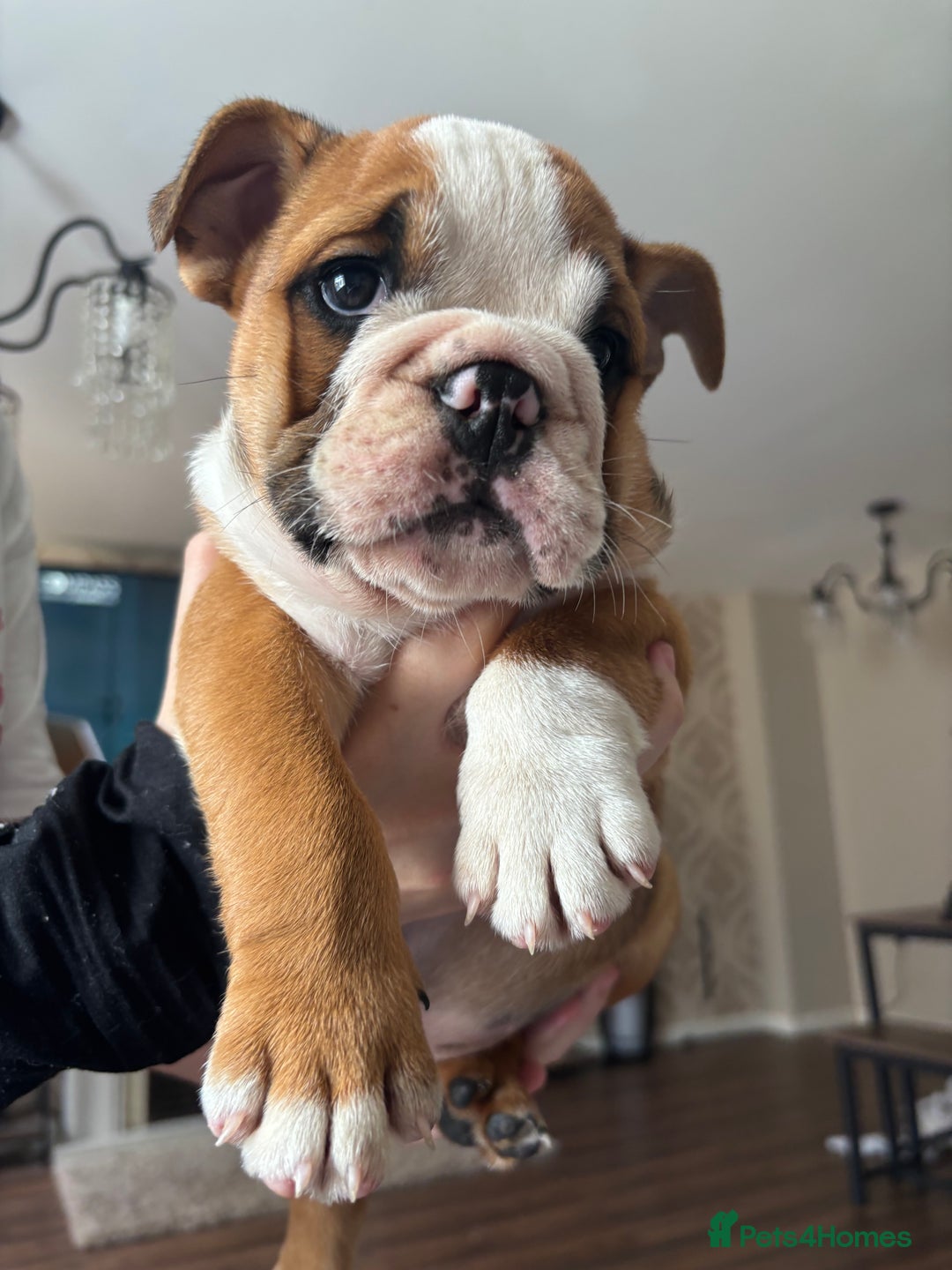 English Bulldog dogs for sale: English bulldog puppies  - Image 17