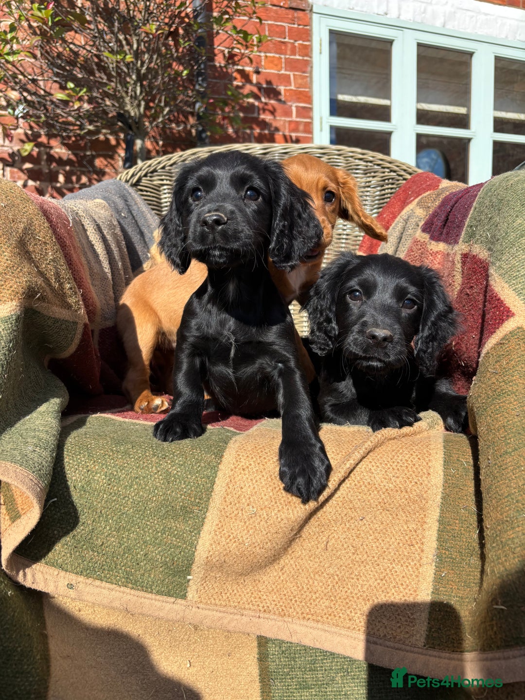Cocker Spaniel dogs for sale: Beautiful Cocker Spaniel Puppies 🖤🧡 - Image 12