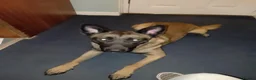 Mixed Breed dogs for sale: Belgium malinois  - Advert 4