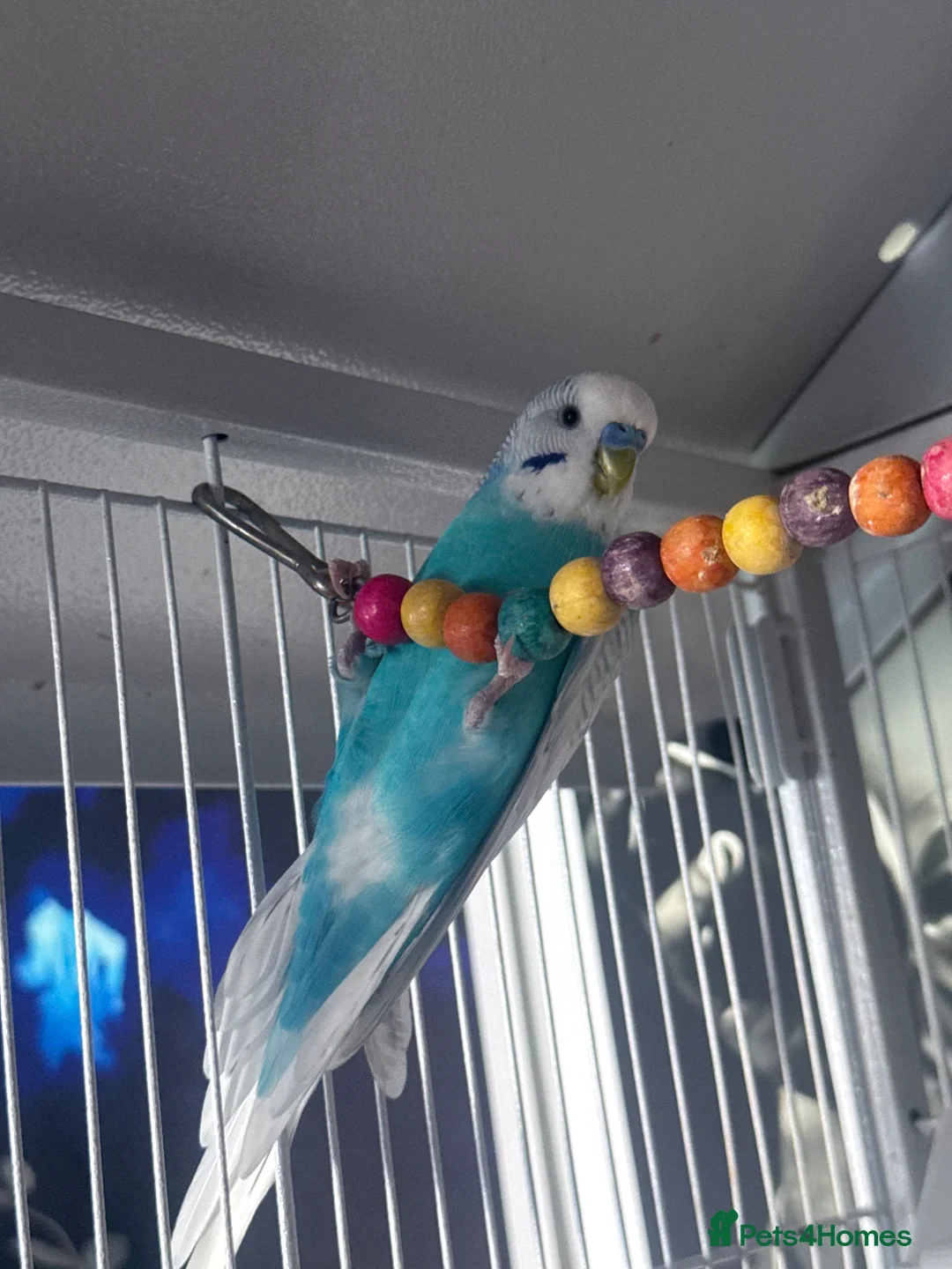 Budgerigars birds for sale: Two male budgies for sale with cage - Advert 2