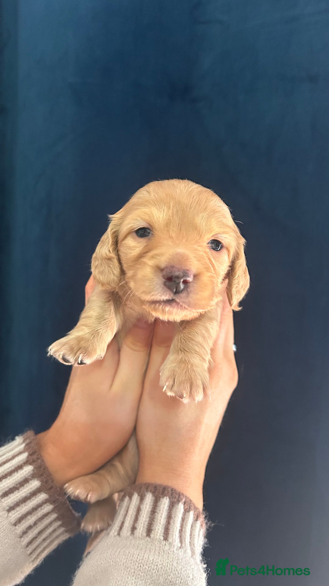 Miniature Dachshund dogs for sale: Gorgeous mini long haired dachshund puppies🐾🩷 - Advert 9