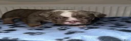 English Bulldog dogs for sale: English Bulldog Puppies for Sale – 2 Girls & 1 Boy in London - Advert 6
