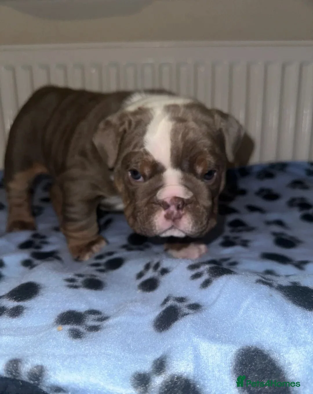 English Bulldog dogs for sale: English Bulldog Puppies for Sale – 2 Girls & 1 Boy in London - Advert 6