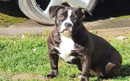 American Bully dogs for sale: Pocket Bully puppy’s  - Image 11