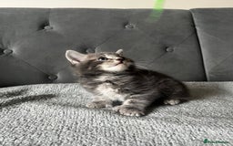 Domestic Shorthair cats for sale: Adorable male kittens looking for loving homes  - Image 4