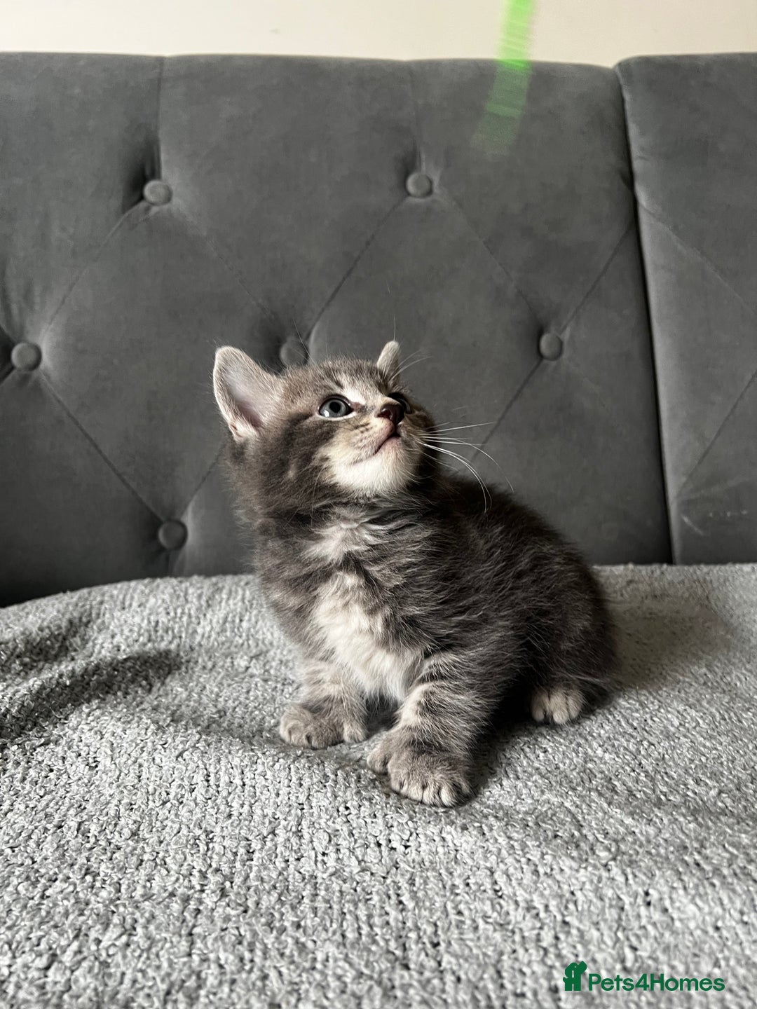 Domestic Shorthair cats for sale: Adorable male kittens looking for loving homes  - Image 4