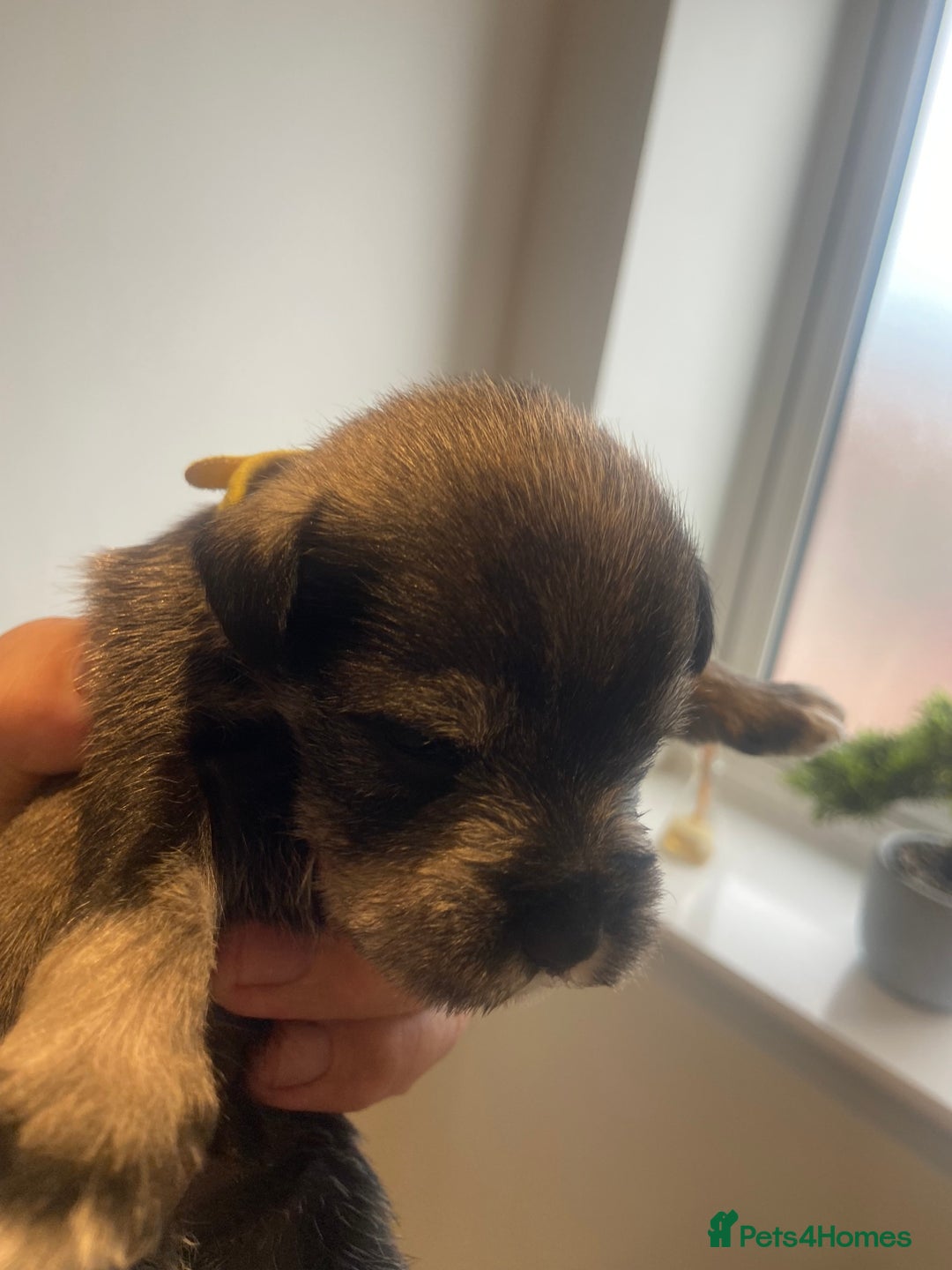 Miniature Schnauzer dogs for sale:  black Miniature schnauzer girl pup kc reg - Image 4