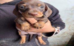 Miniature Dachshund dogs for sale: Dachshund puppies  - Image 2