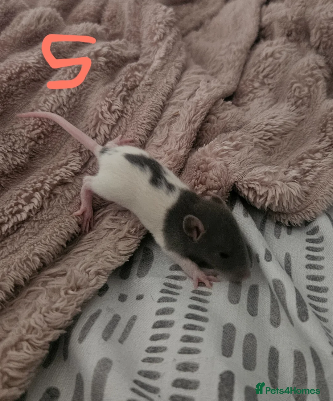 Rat rodents for sale: Baby rats ready 29/06/26 - Advert 11