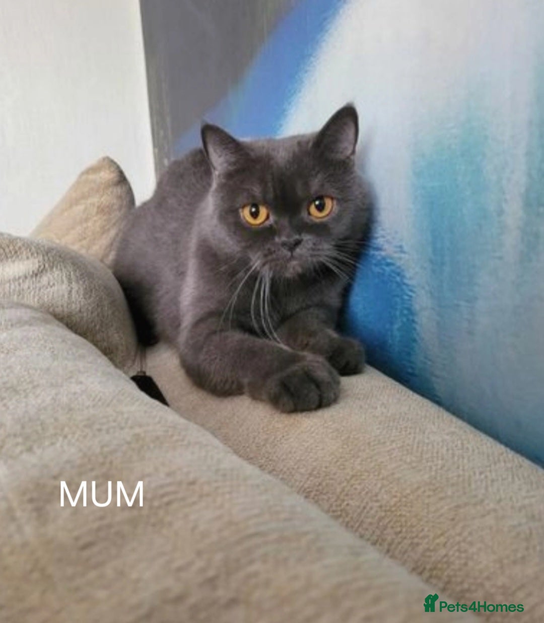 British Shorthair cats for sale: Purebred  British shorthair kittens  - Advert 3