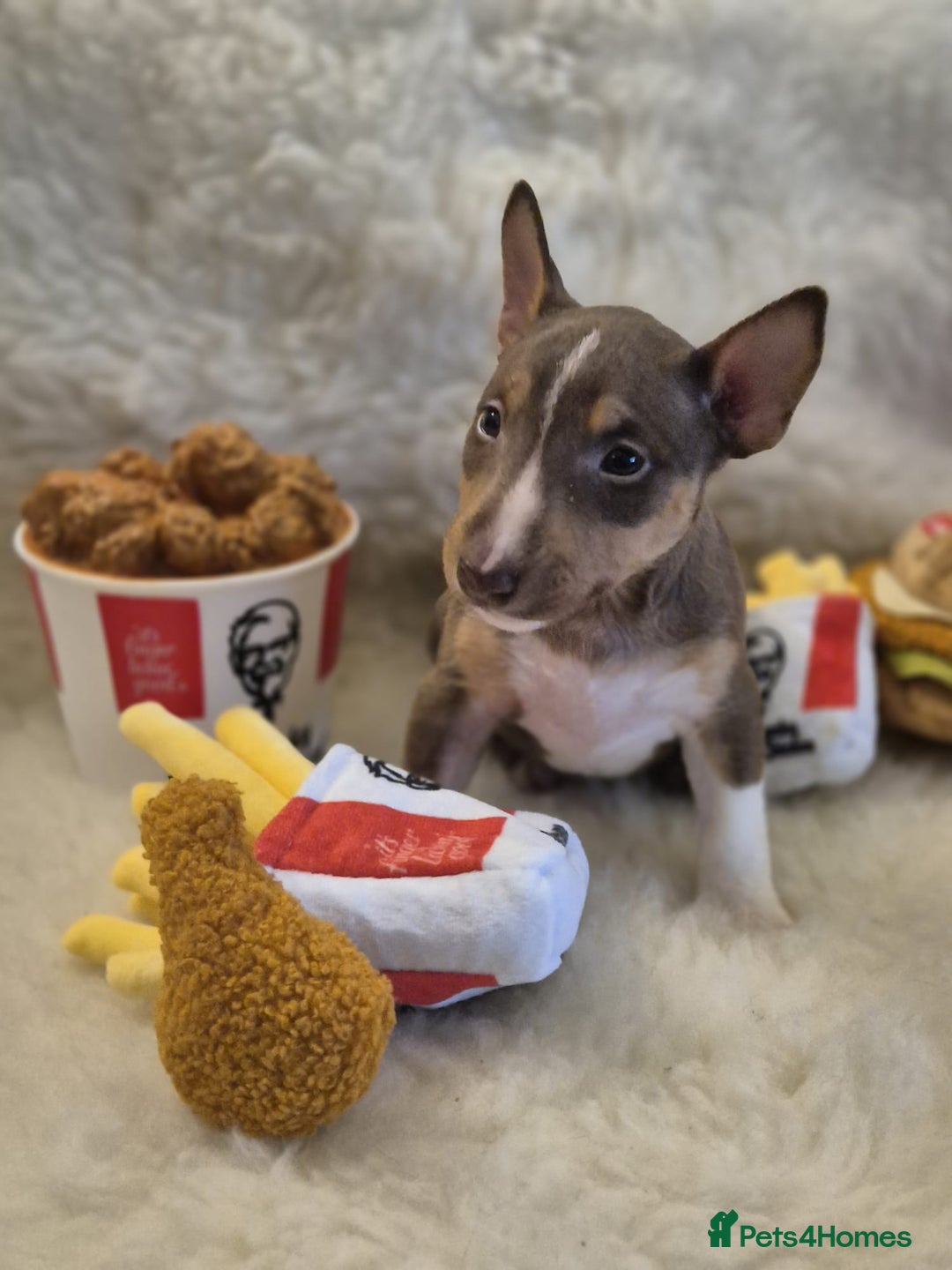 Miniature Bull terrier dogs for sale: 🐾 Exclusive Miniature Bull Terrier Puppies🐾  - Advert 28