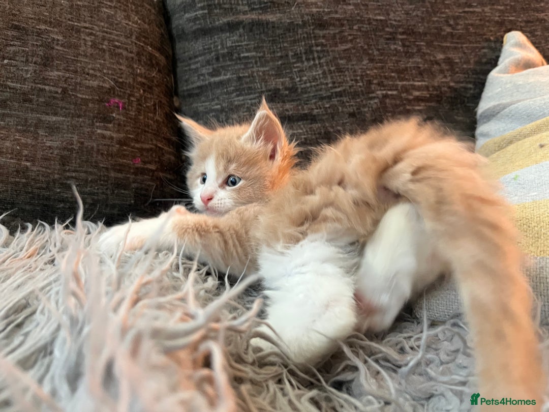 Maine Coon cats for sale: Beautiful Maine coon kittens - Advert 9
