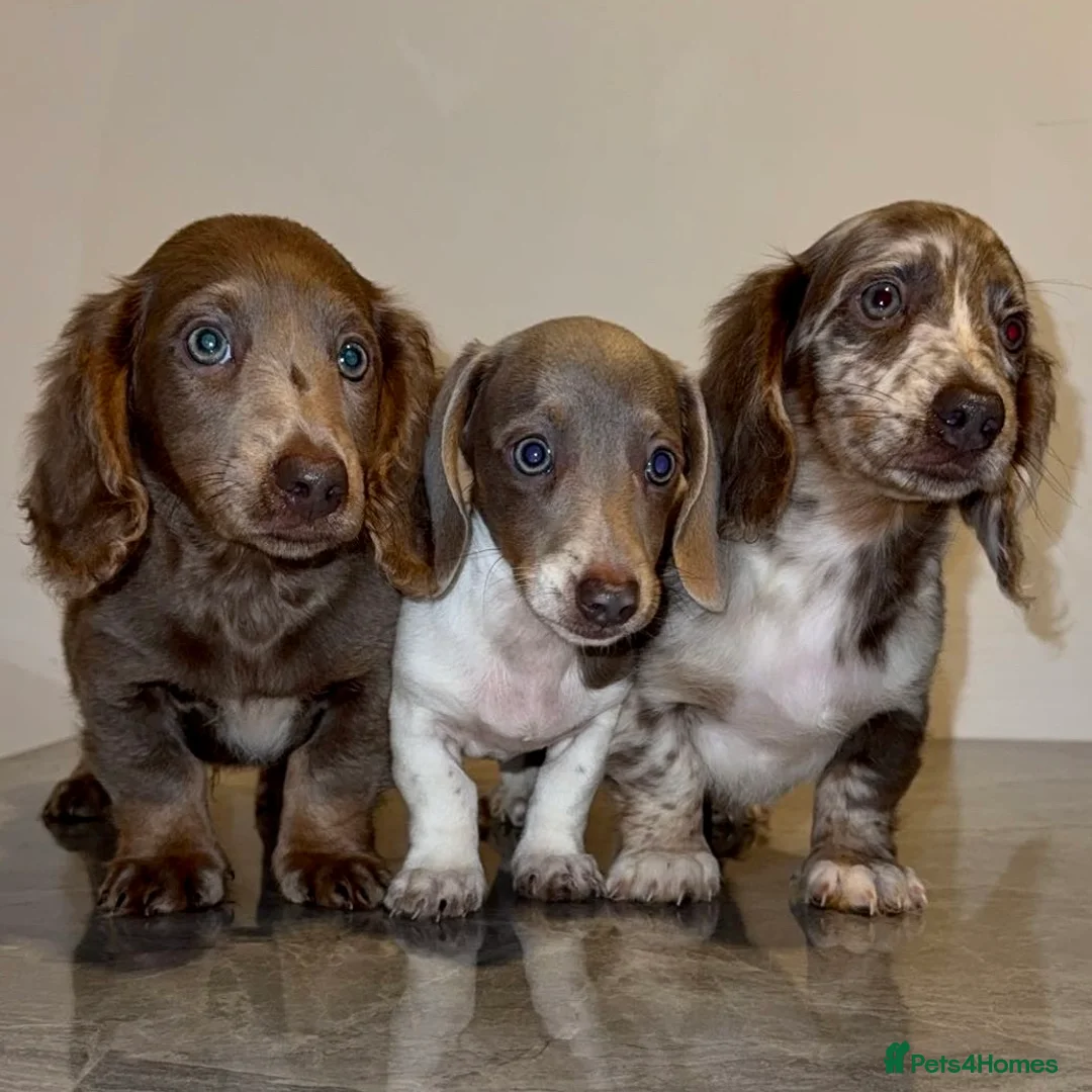 Miniature Dachshund dogs for sale: Miniature Dachshund Pups For Sale ❤️  - Advert 1