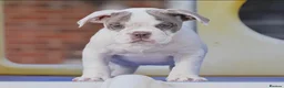 Olde English Bulldogge dogs for sale: Uk’s Longest & Most Reputable todate.  - Advert 5