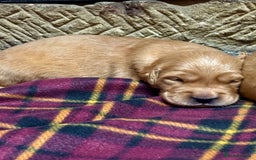 Golden Retriever dogs for sale: Gorgeous KC Golden Retriever Puppies  - Image 4