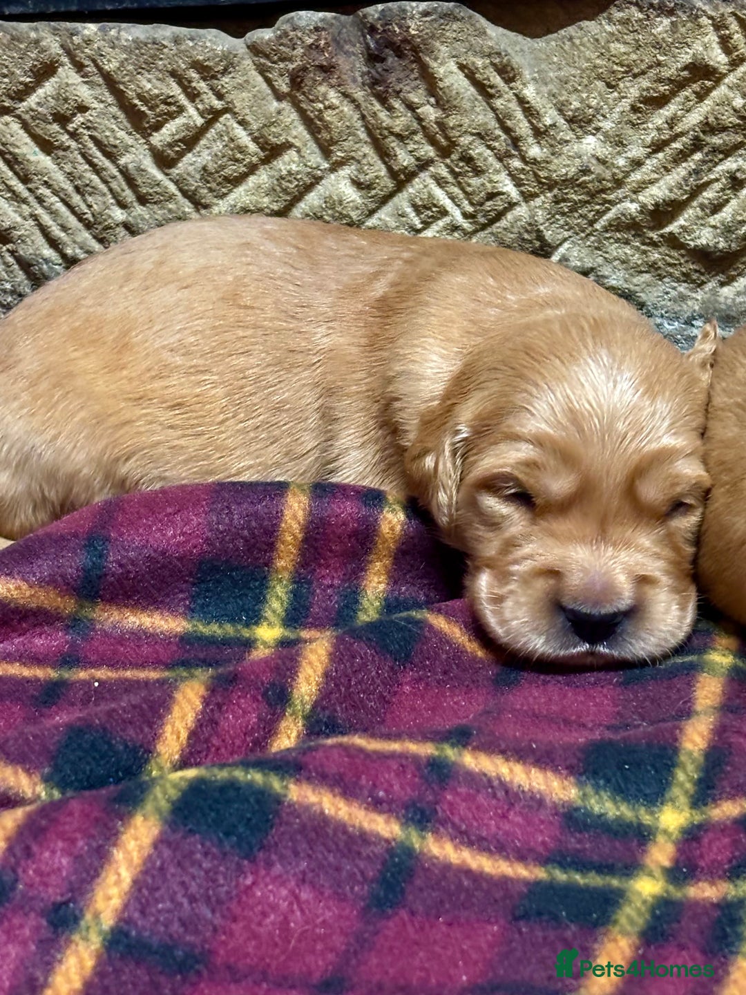 Golden Retriever dogs for sale: Gorgeous KC Golden Retriever Puppies  - Image 4