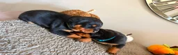 Rottweiler dogs for sale: WORLD CHAMPION CHUNKY ROTTWEILERS  - Advert 38