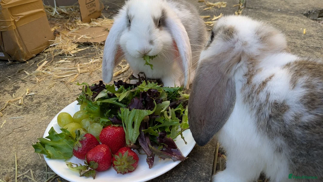 Mini Lop rabbits for sale: 2 Adorable mini lop baby bunnys in Trowbridge - Advert 1