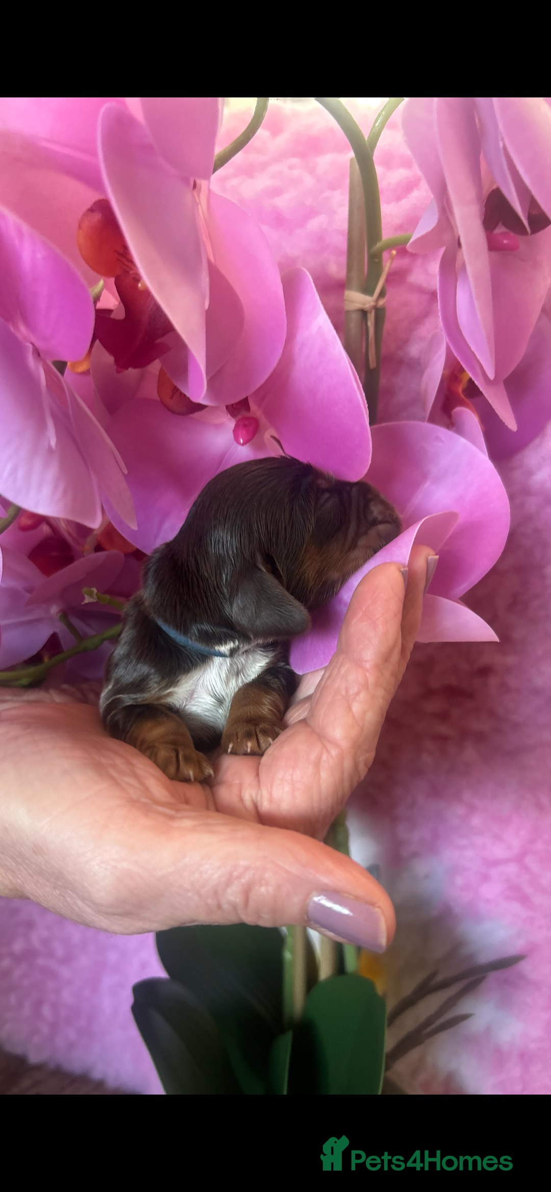 Cocker Spaniel dogs for sale: Stunning litter of show cocker spaniels  - Image 29