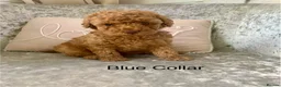 Toy Poodle dogs for sale: 🐩Outstanding Toy Poodle Puppies – Ready to view🐩 - Advert 31