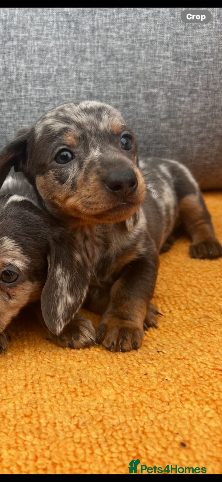 Miniature Dachshund dogs Kaninchen dashound puppies - Advert 10