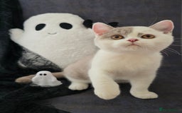 British Shorthair cats for sale: CHAMPION SIRED GCCF REG BSH LILAC BI MALE KITTEN - Image 2