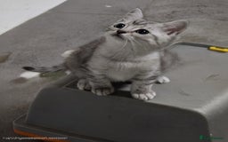 British Shorthair cats for sale: Adorable British Shorthair Kittens–Ready for Home! - Image 14