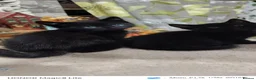 Mixed Breed cats for sale: Black kittens (female)  - Advert 8