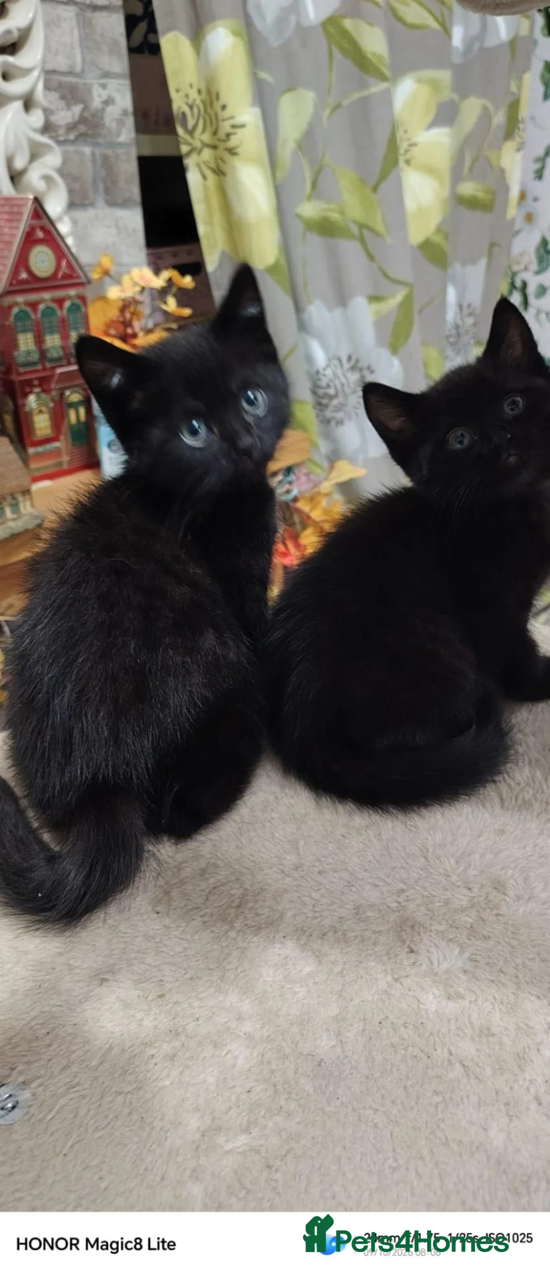 Mixed Breed cats for sale: Black kittens (female)  - Advert 8