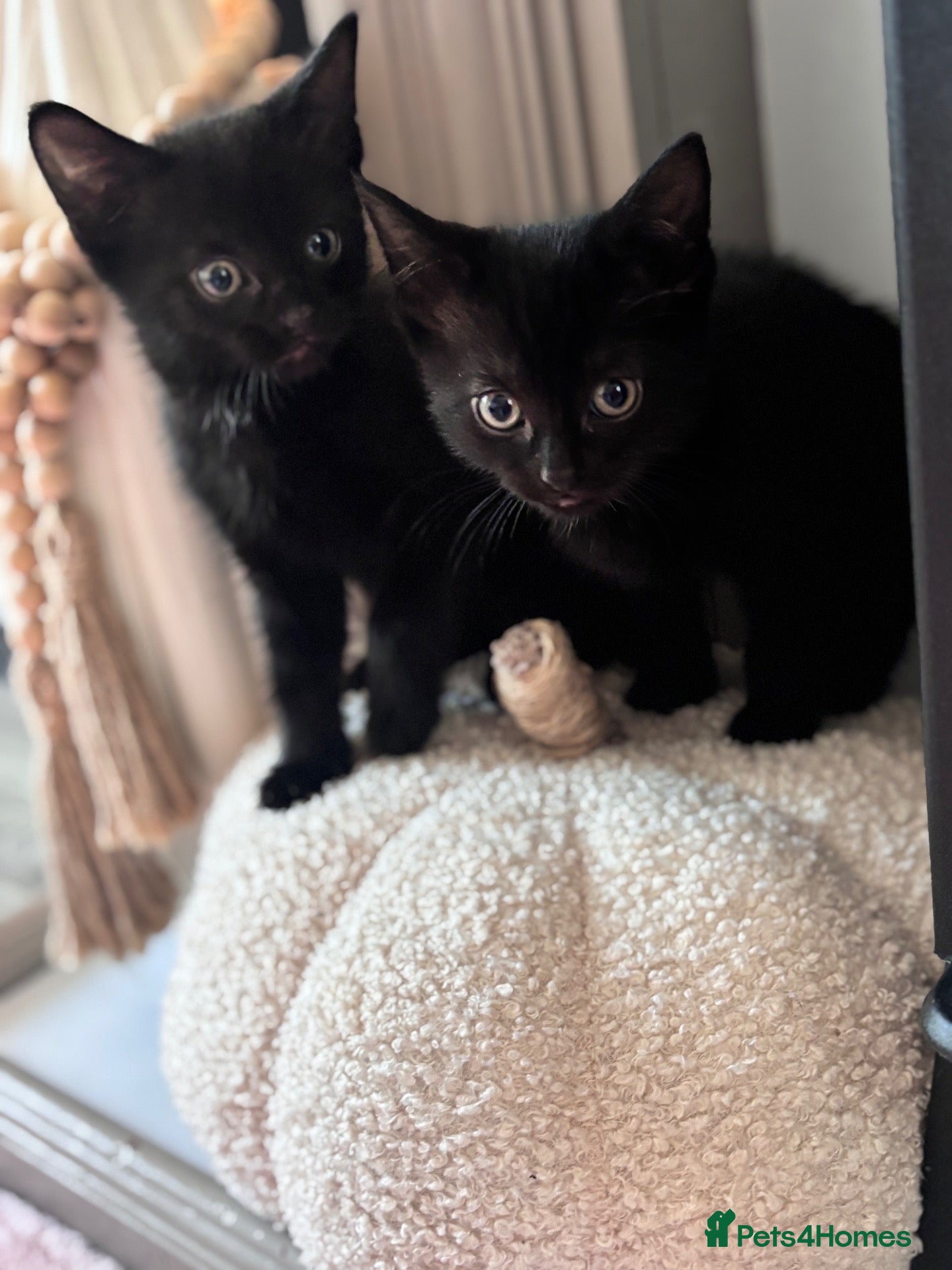 Domestic Shorthair cats Adorable black kittens  - Advert 16