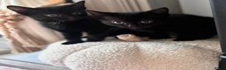 Domestic Shorthair cats for sale: Adorable black kittens  in Blackburn - Advert 1