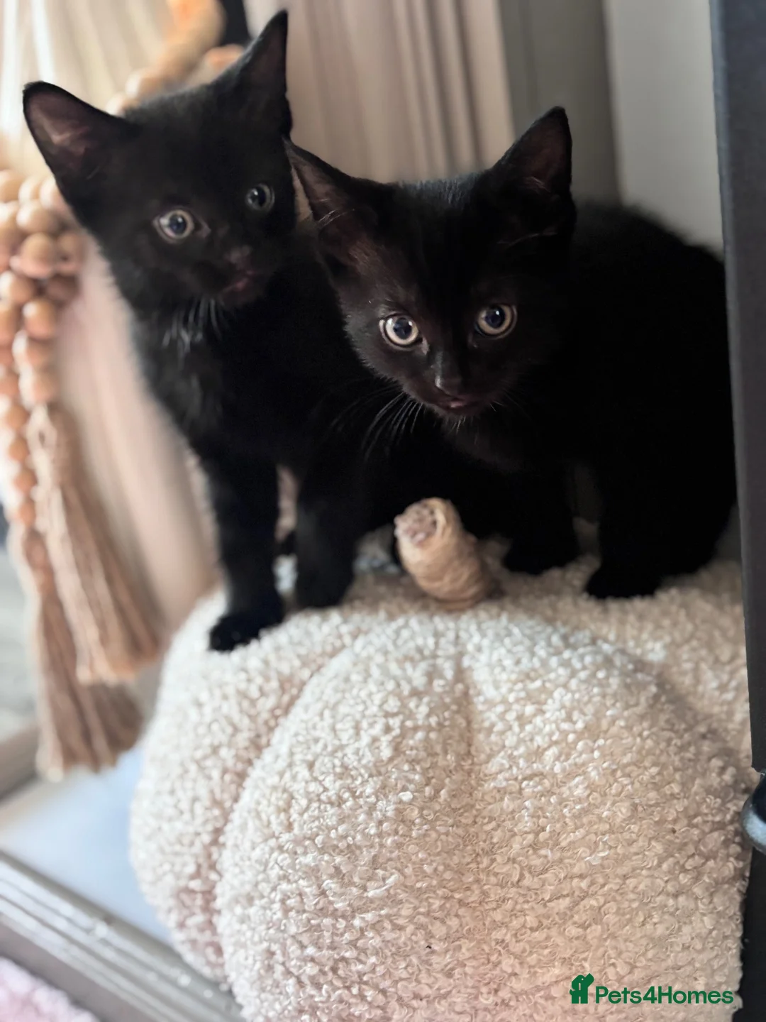 Domestic Shorthair cats for sale: Adorable black kittens  in Blackburn - Advert 1