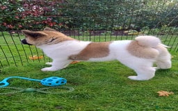 Akita dogs for sale: Beautiful KC registered Akitas  - Image 14