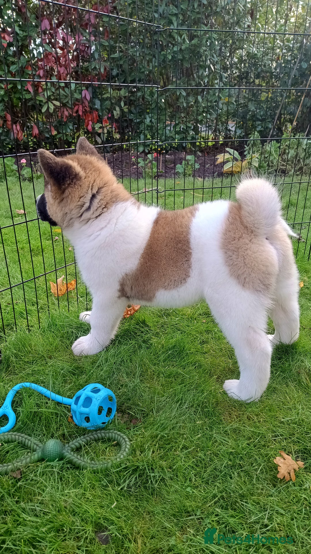 Akita dogs for sale: Beautiful KC registered Akitas  - Image 14