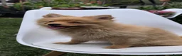 Pomeranian dogs for sale: 🐾 Beautiful Home-Raised Pomeranian Puppies   - Advert 6