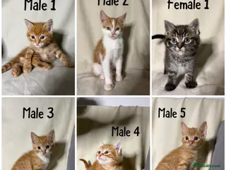 Mixed Breed cats 5 kittens ready to leave (CHECK PRICES BELOW!!!) - Advert 1