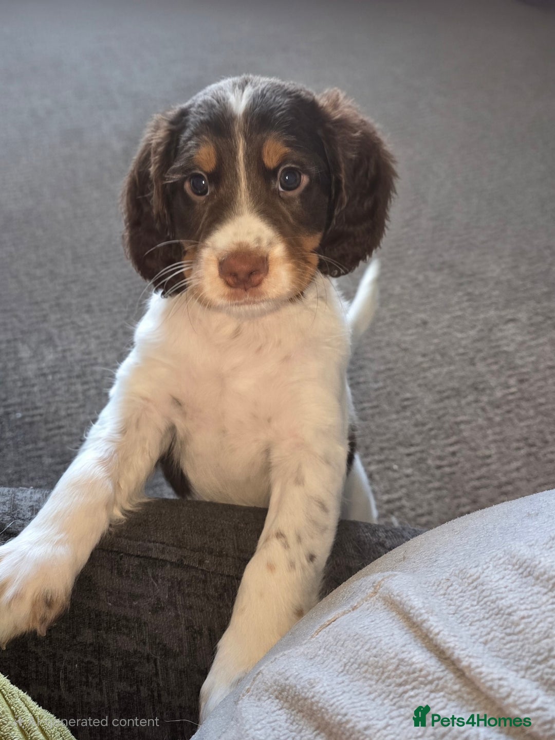 Sprocker dogs for sale: Home-Reared Sprocker Puppies  - Advert 32