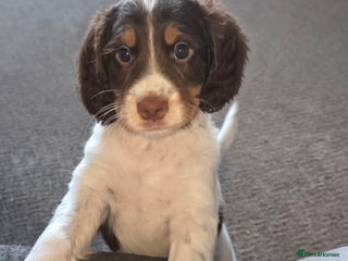 Sprocker dogs Home-Reared Sprocker Puppies - Advert 1