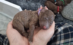 Lagotto Romagnolo dogs for sale: Lagotto Romagnolo, pure breed, KC reg litter - Image 14