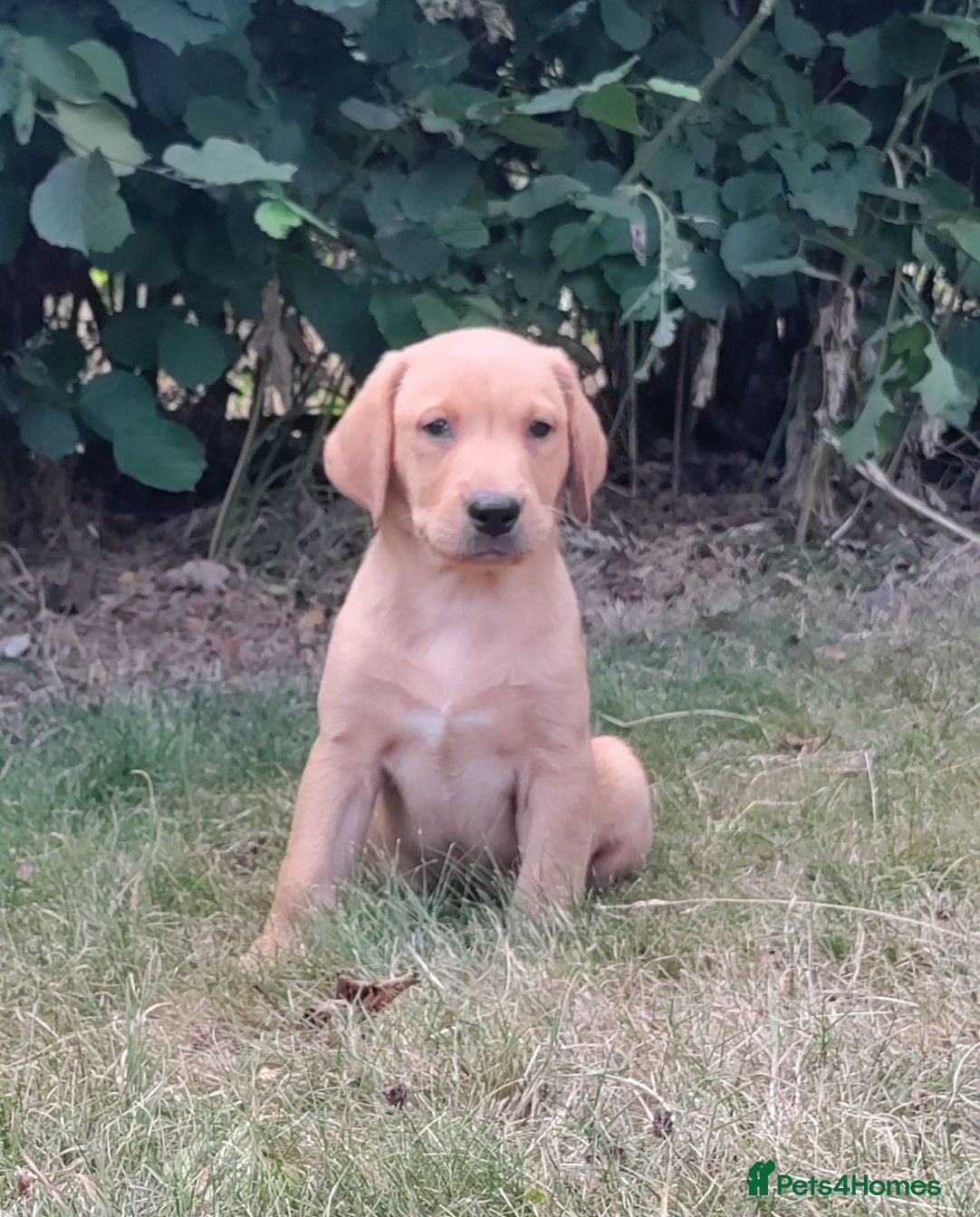 Labrador Retriever dogs Wonderful Labrador pups for sale  - Advert 7