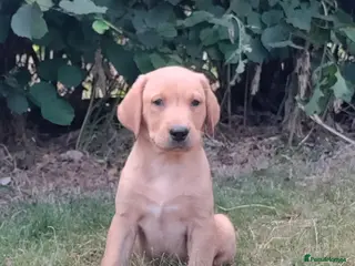 Labrador Retriever dogs Wonderful Labrador pups for sale - Advert 7